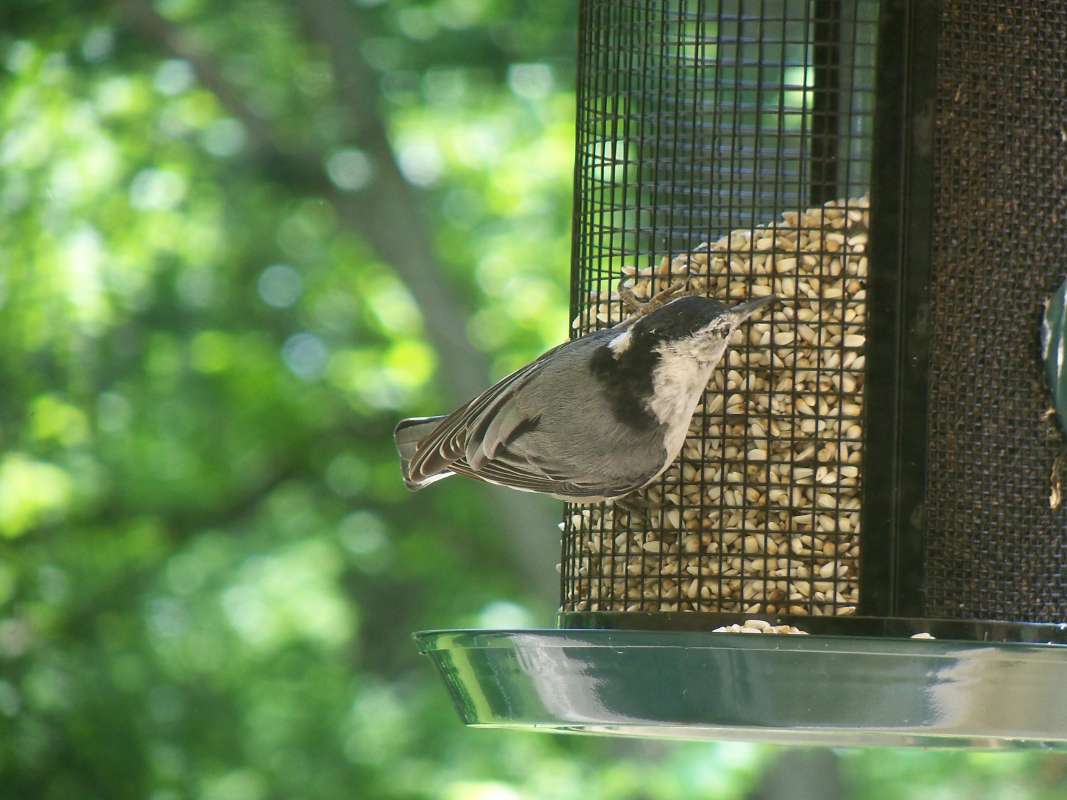 Angle View on Feeder<br>(Location of Picture: McHerny, Il, USA, May 2012)
