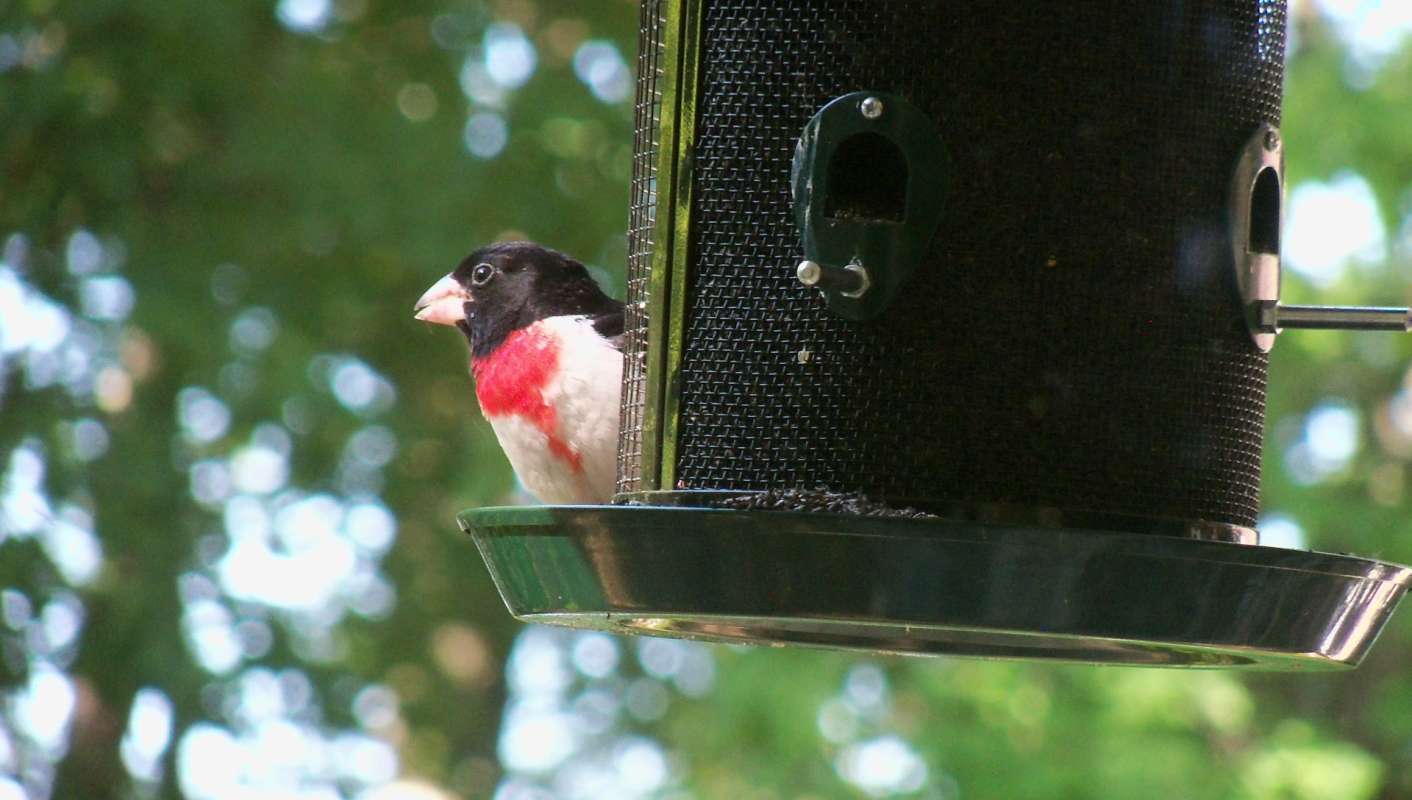 Side View at Feeder<br>(Location of Picture: Mchenry, Il, USA, June 12, 2012)