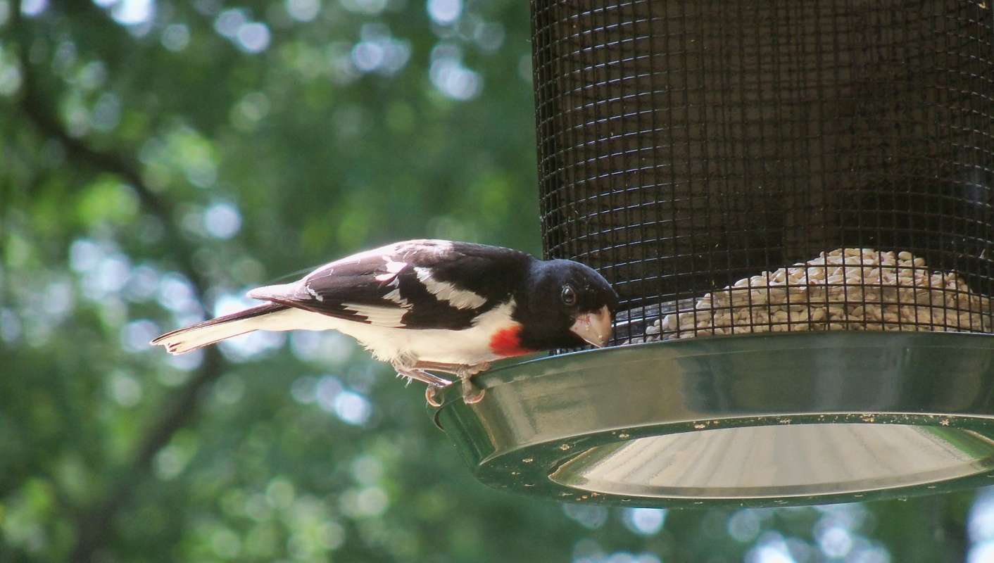 Close View at Feeder<br>(Location of Picture: Mchenry, Il, USA, June 14, 2012)