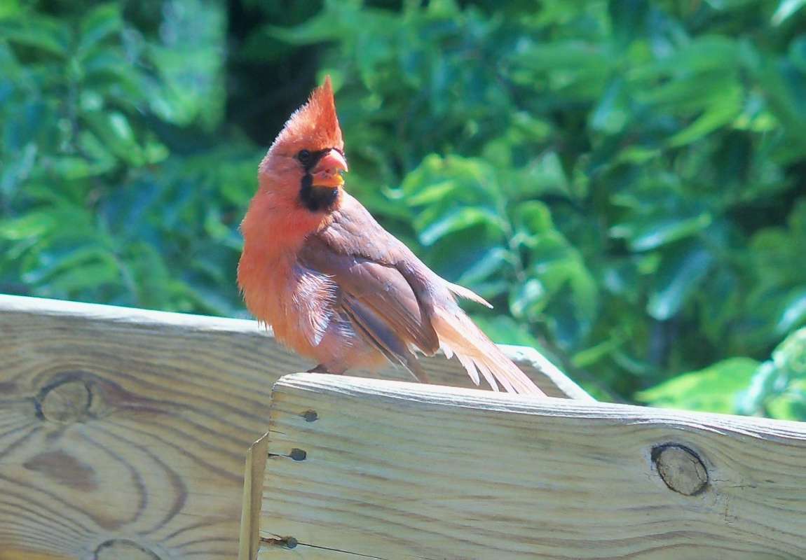 On Deck Rail<br>(Location of Picture: Mchenry, Il, USA, June 12, 2012)
