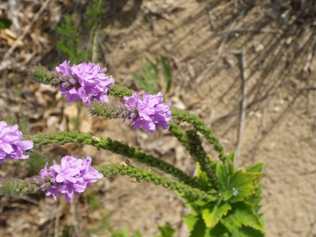 Top of Plant in Bloom<br>(Location of Picture: Zion Beach SP, near NC, Aug 21, '12)