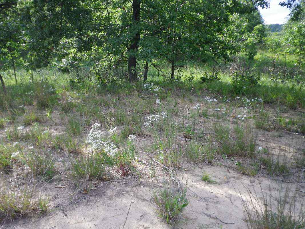 Habitat View<br>(Location of Picture: Zion Beach SP, near NC, Aug 21, '12)