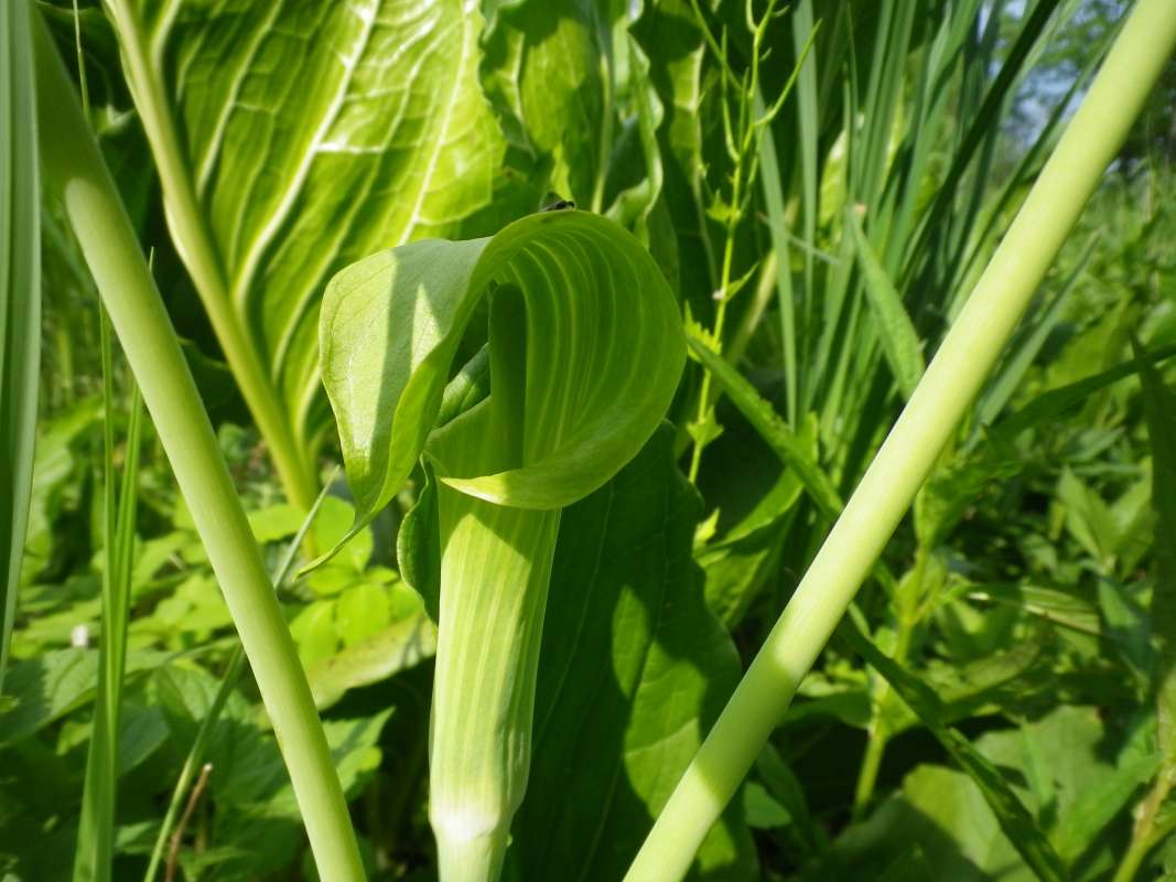 Close View of Jack<br>(Location of Picture: Bogen, McHenry Co, Illinois, May 28)