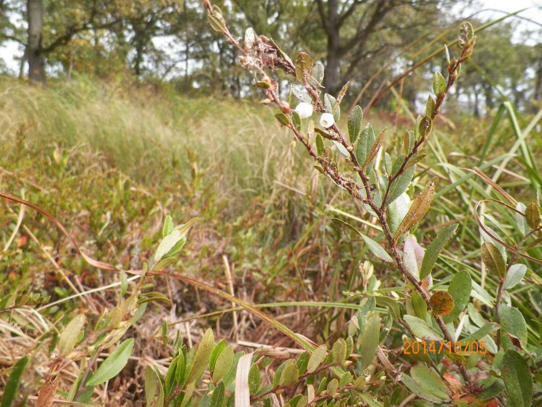 Top of Plant in Bloom<br>(Location of Picture: Glacier Bog, McHenry Co, Il, Oct 5)