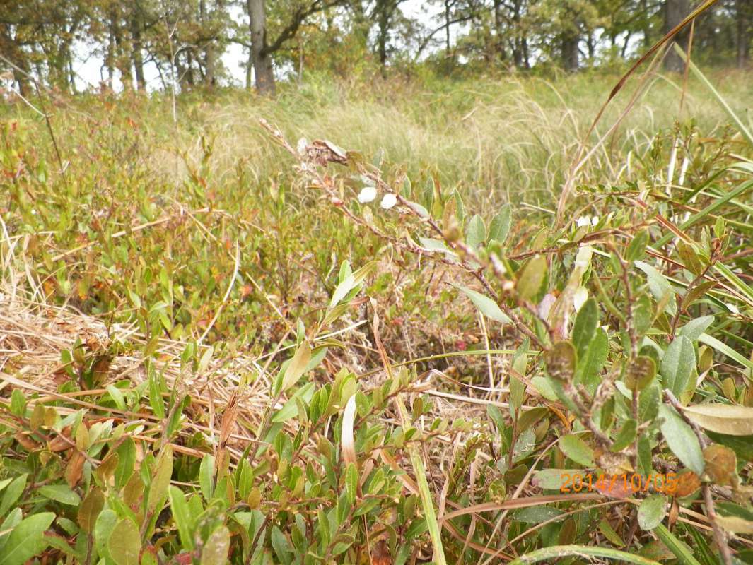 Habitat - In Open Sunlight<br>(Location of Picture: Glacier Bog, Illinois, Oct 5, 2014)