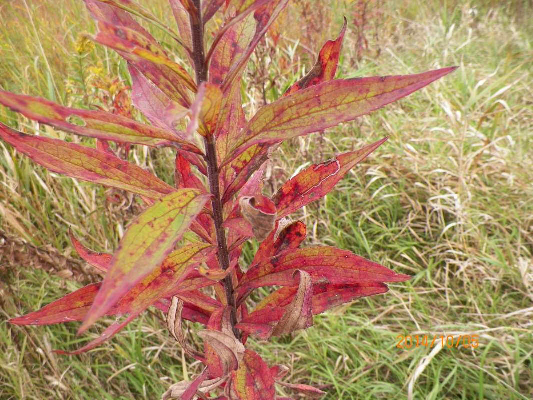 Leaf - 3 Major Veins<br>(Location of Picture: Glacier Park, McHenry Co, Oct 5)