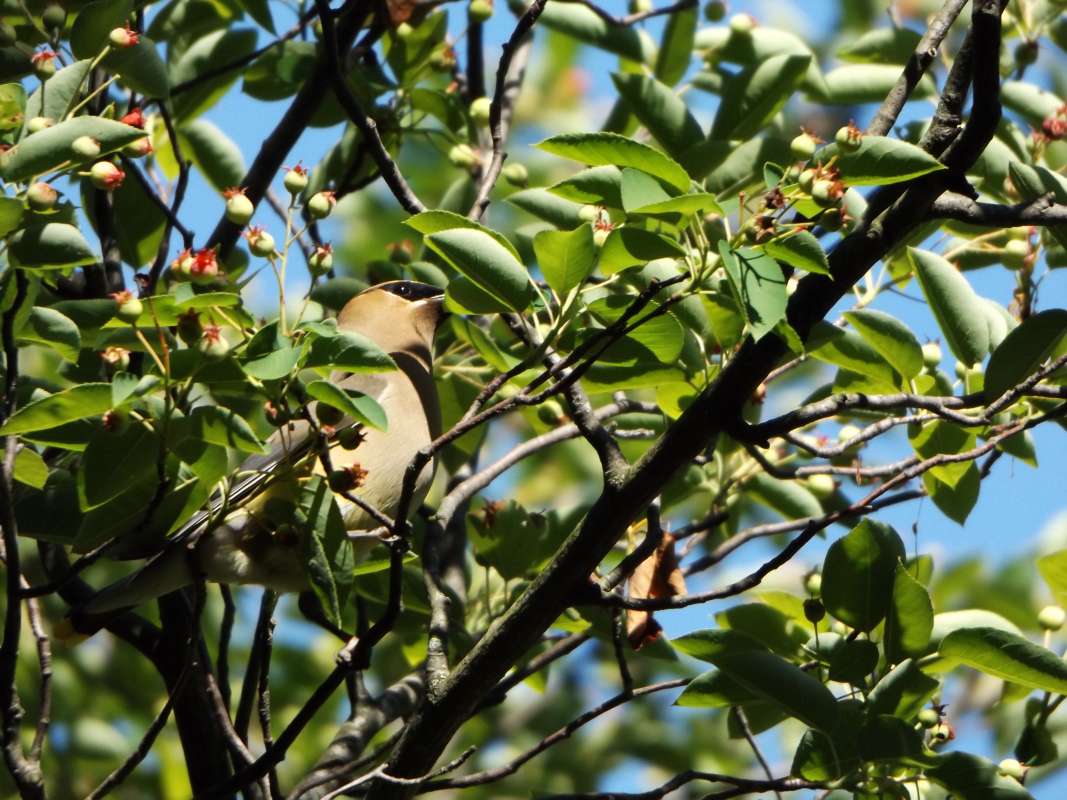 Hidden in Tree<br>(Location of Picture: Klehm Arboretum, Rockford, Il. June)