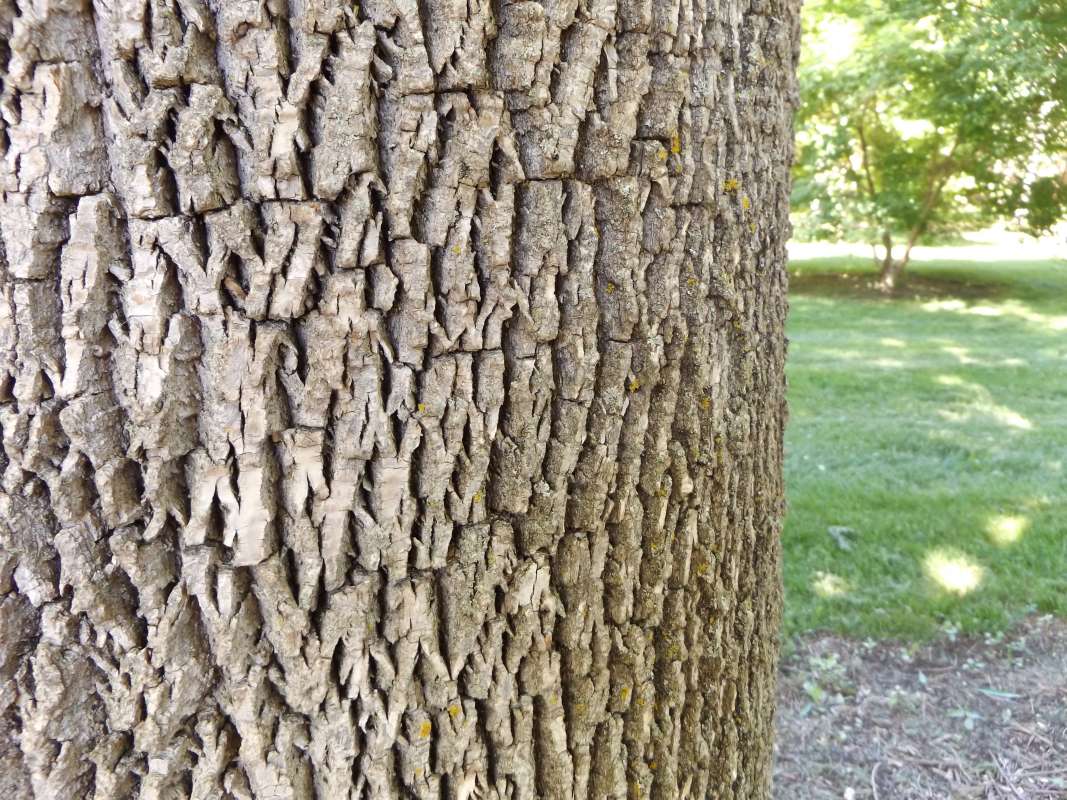 Bark - Giant Tree - Lanceolata<br>(Location of Picture: Klehm Arb., Illinois, June 2, 2016)