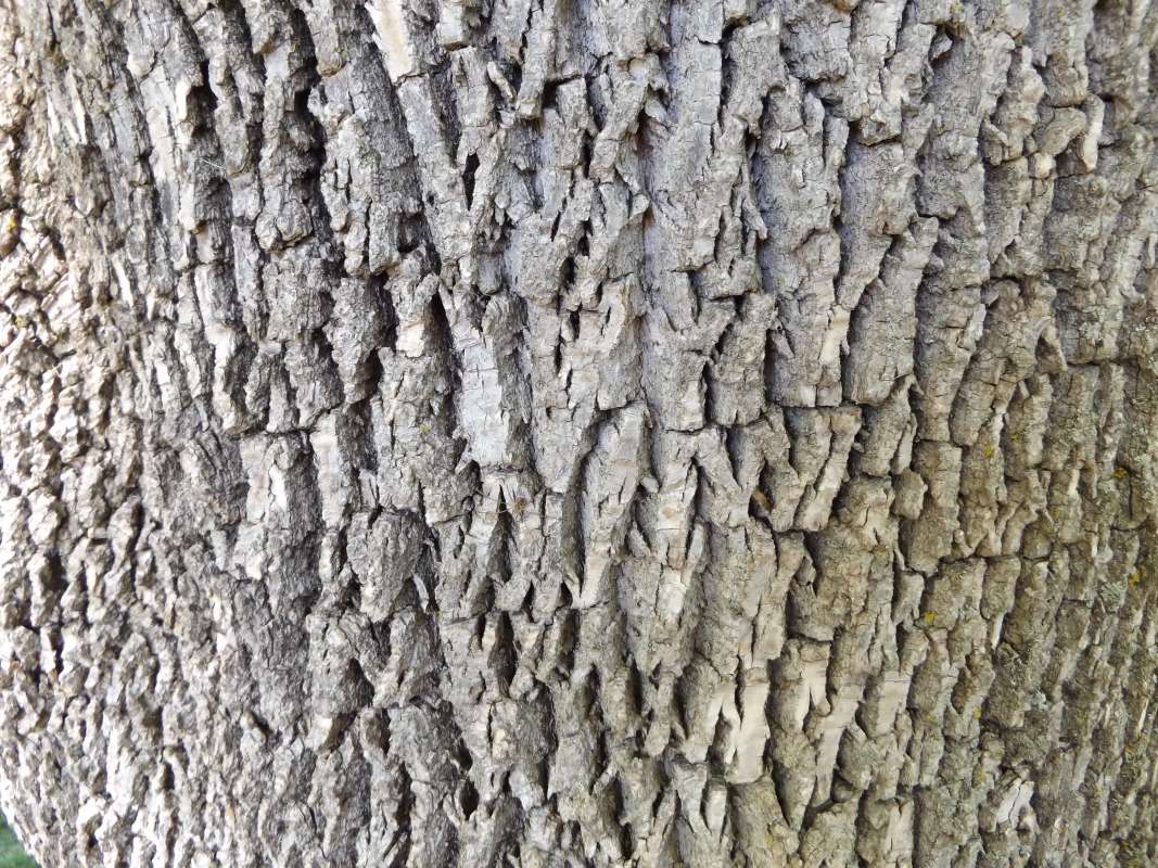 Bark -Giant Tree,  Very Close View - Lanceolata<br>(Location of Picture: Klehm Arb., Illinois, June 2, 2016)