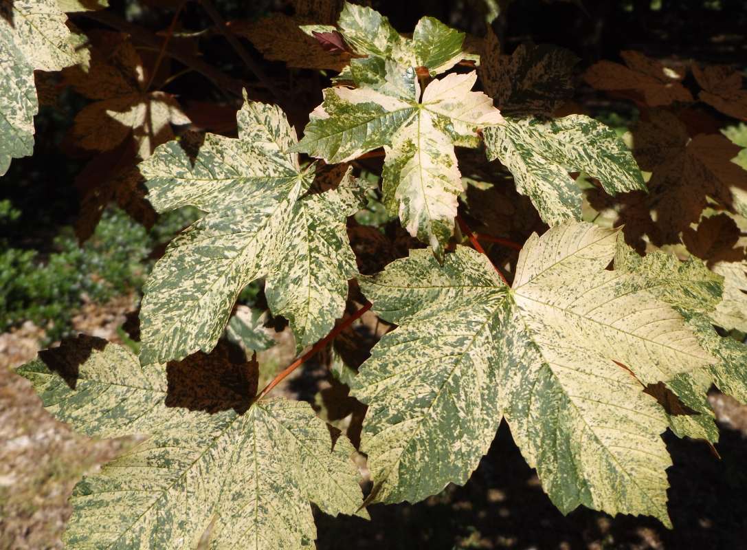 Green and White Leaves<br>(Location of Picture: Klehm Arboretum, Rockford, VI 2016)