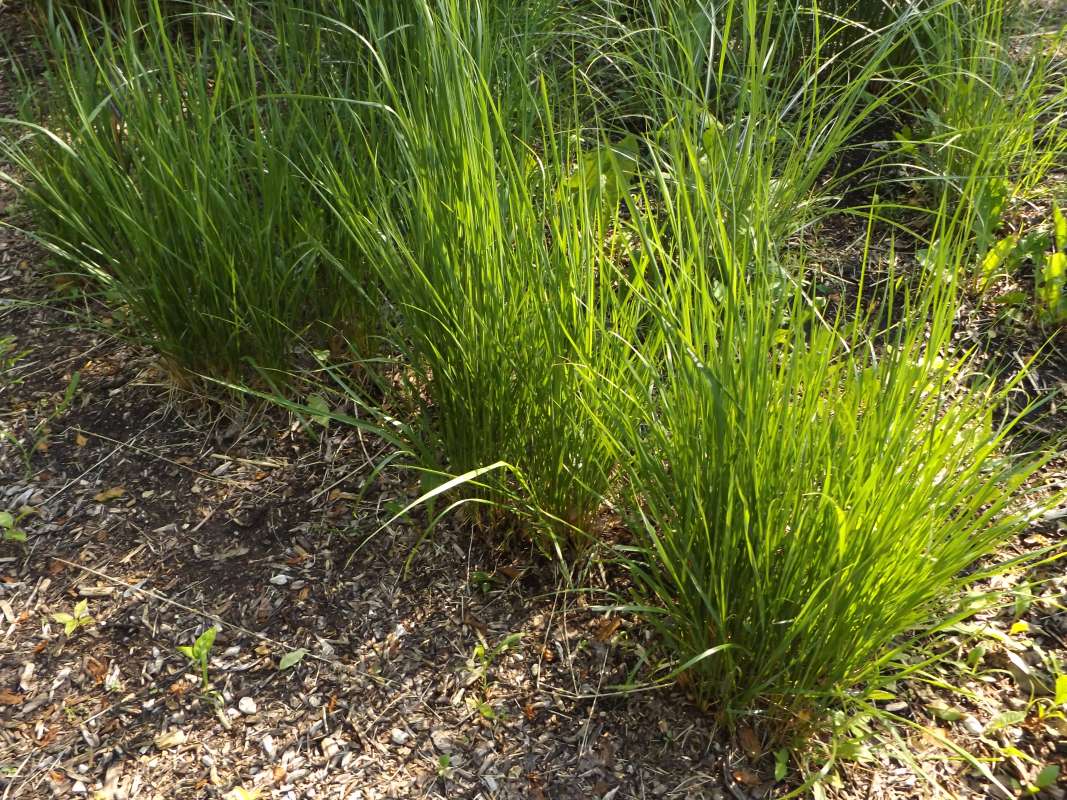 Leaves - Hybrid<br>(Location of Picture: Klehm Arboretum, June 2, 2016)