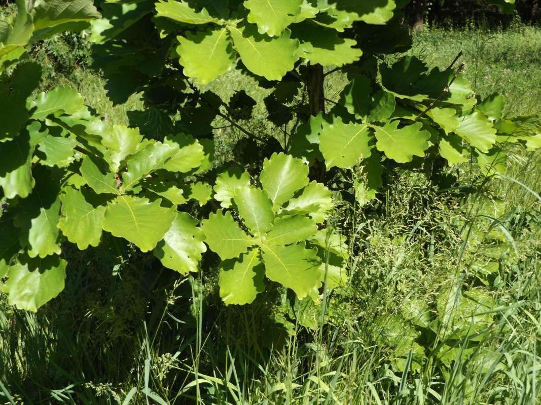 whorlsWhorls<br>(Location of Picture: Klehm Arb., Illinois, June 2, 2016)