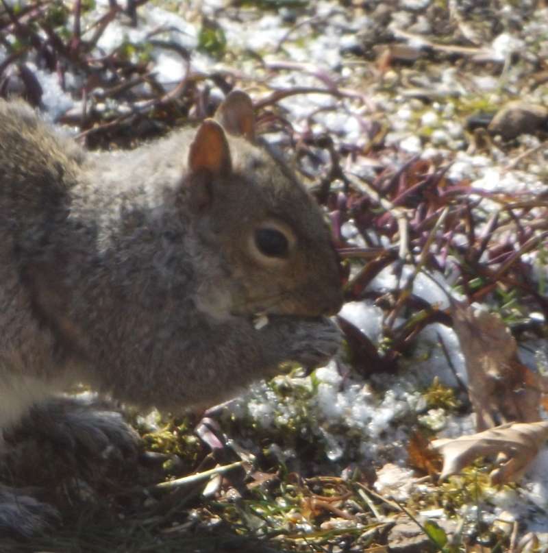 Side View of Head<br>(Location of Picture: McHenry, Illinois, Spring 2016)