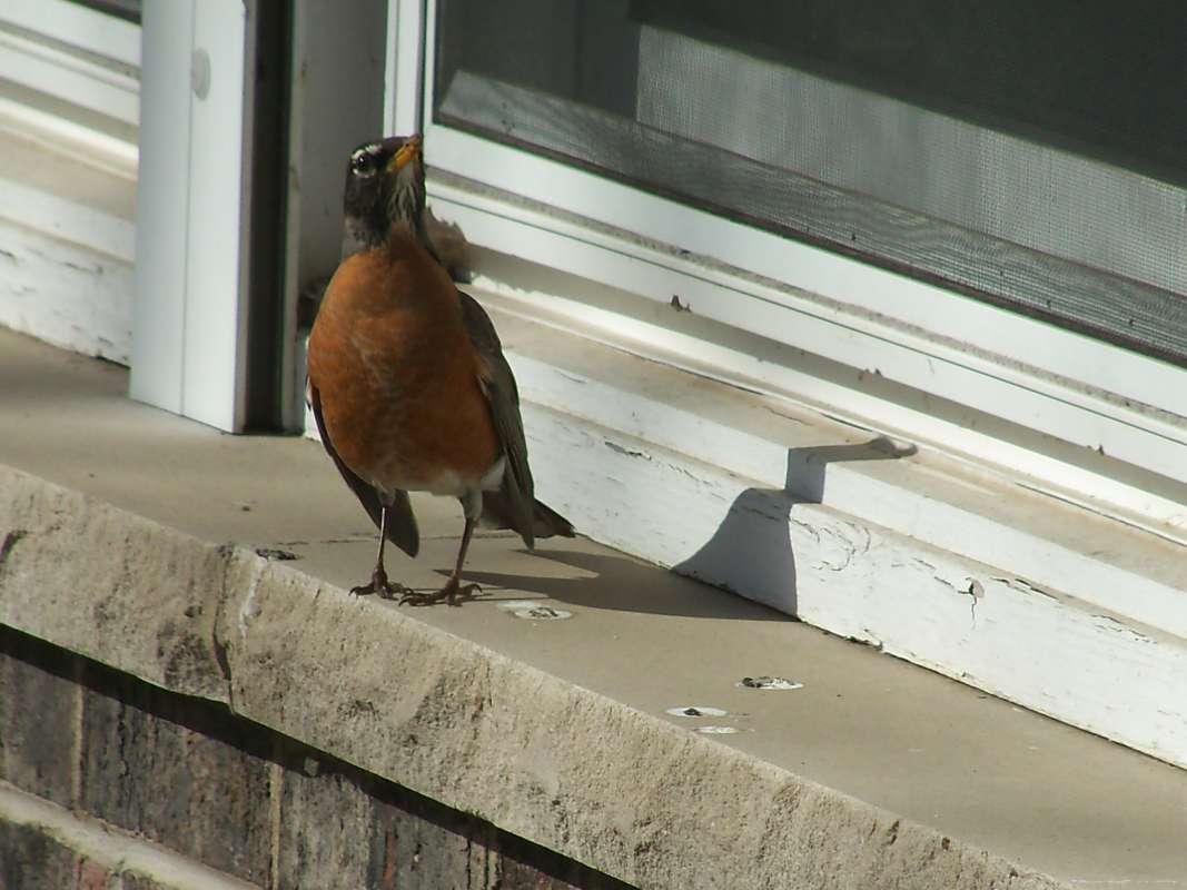 Male - Front View<br>(Location of Picture: McHenry, Illinois, May 11, 2016)