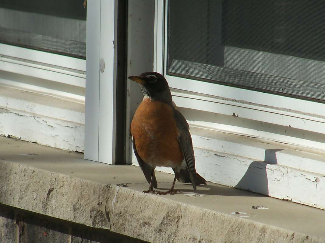 Male - Head Side View<br>(Location of Picture: McHenry, Illinois, May 11, 2016)