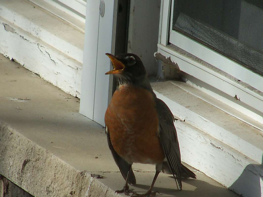 Male - Singing<br>(Location of Picture: McHenry, Illinois, May 11, 2016)