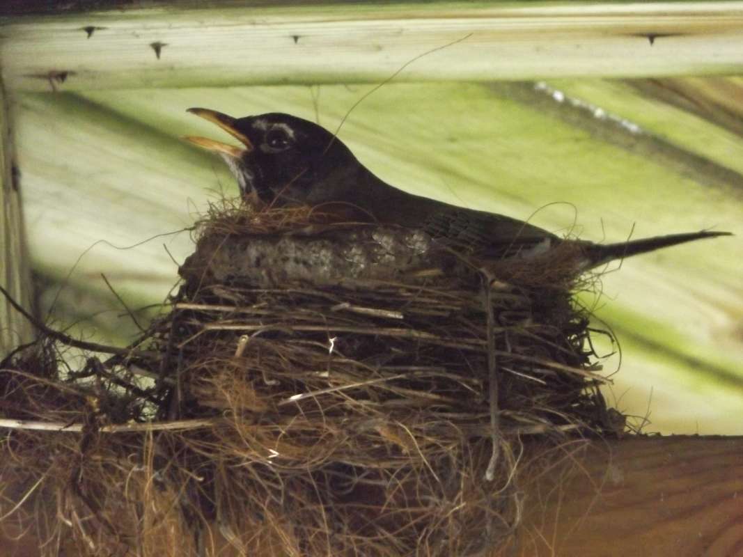 Female on Nest<br>(Location of Picture: McHenry, Illinois, June 3, 2016)
