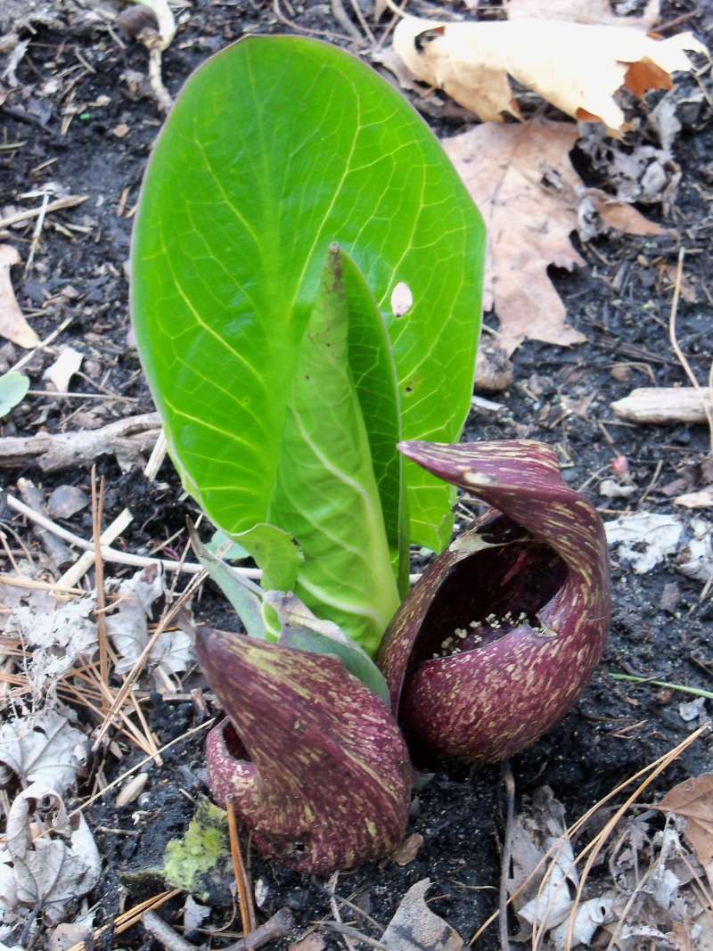 Inside Flower and Leaf, May 17, 2016<br>(Location of Picture: Bogor Bog, McHenry, 2016)