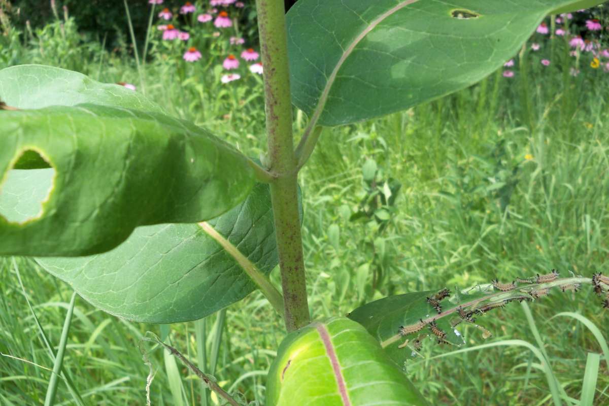 Stem<br>(Location of Picture: Private, Bull Valley, Il. July 2016)