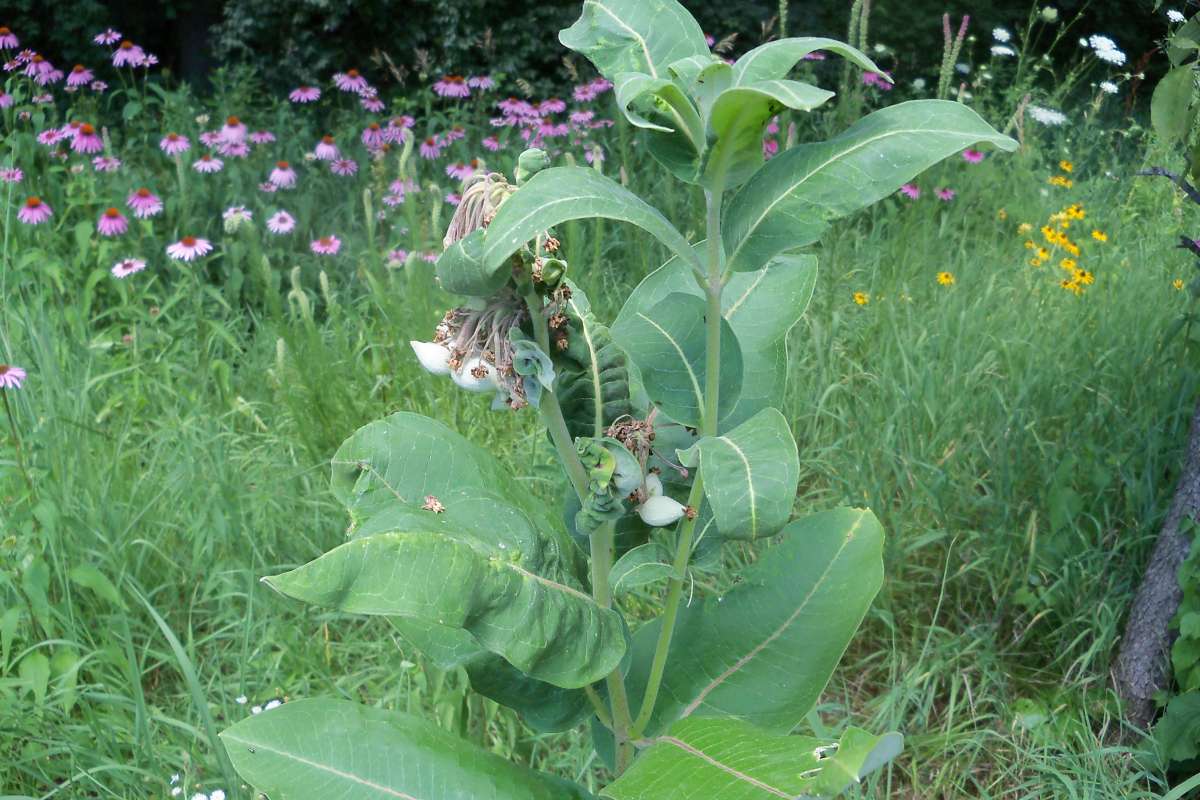 Top of Plant - Post Bloom<br>(Location of Picture: Private, Bull Valley, Il. July 2016)