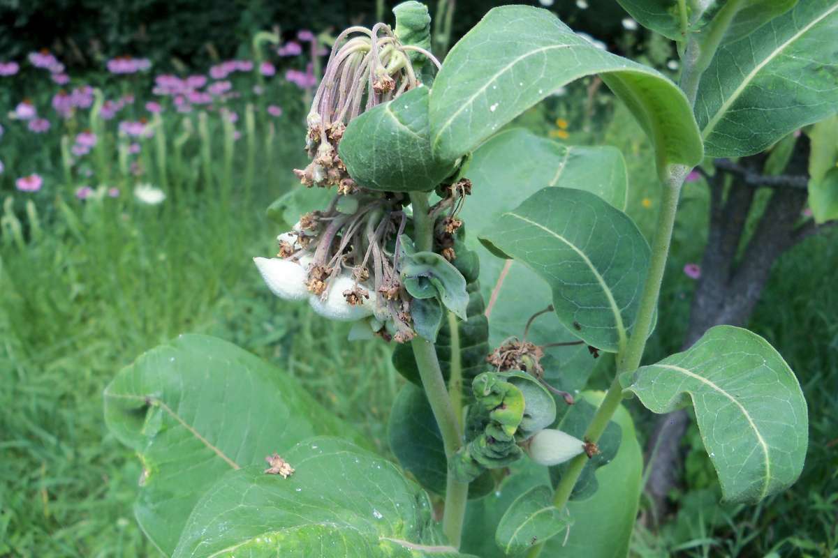 Young Pods<br>(Location of Picture: Private, Bull Valley, Il. July 2016)