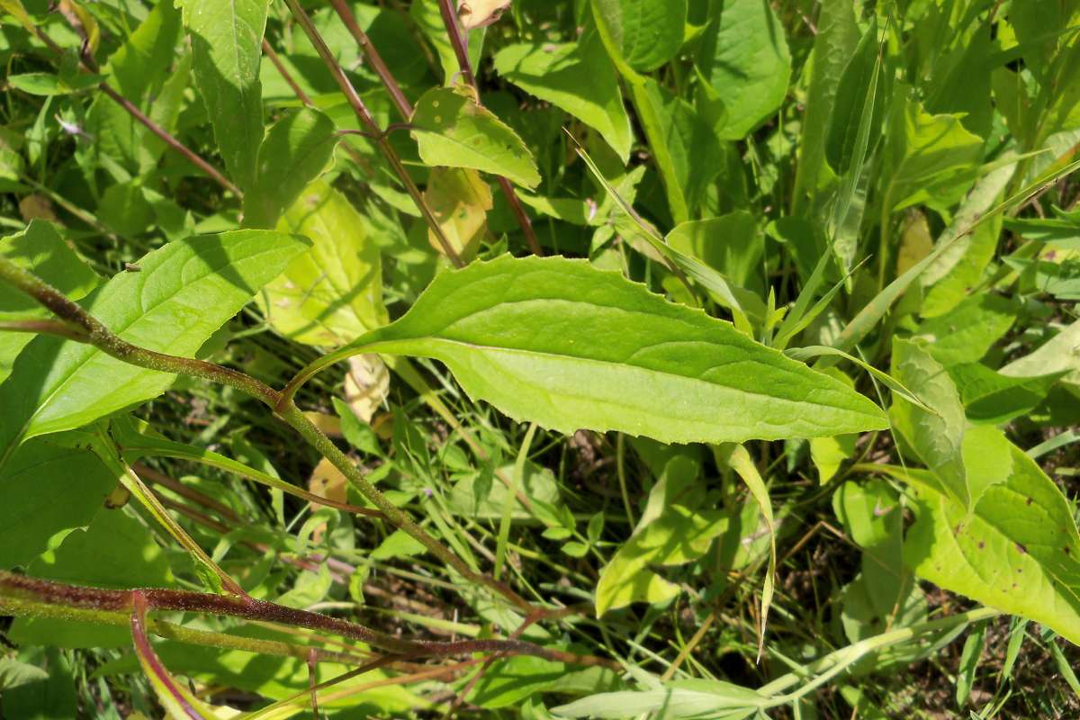 Leaf<br>(Location of Picture: Bull Valley, Il., USA, July 16, '16)