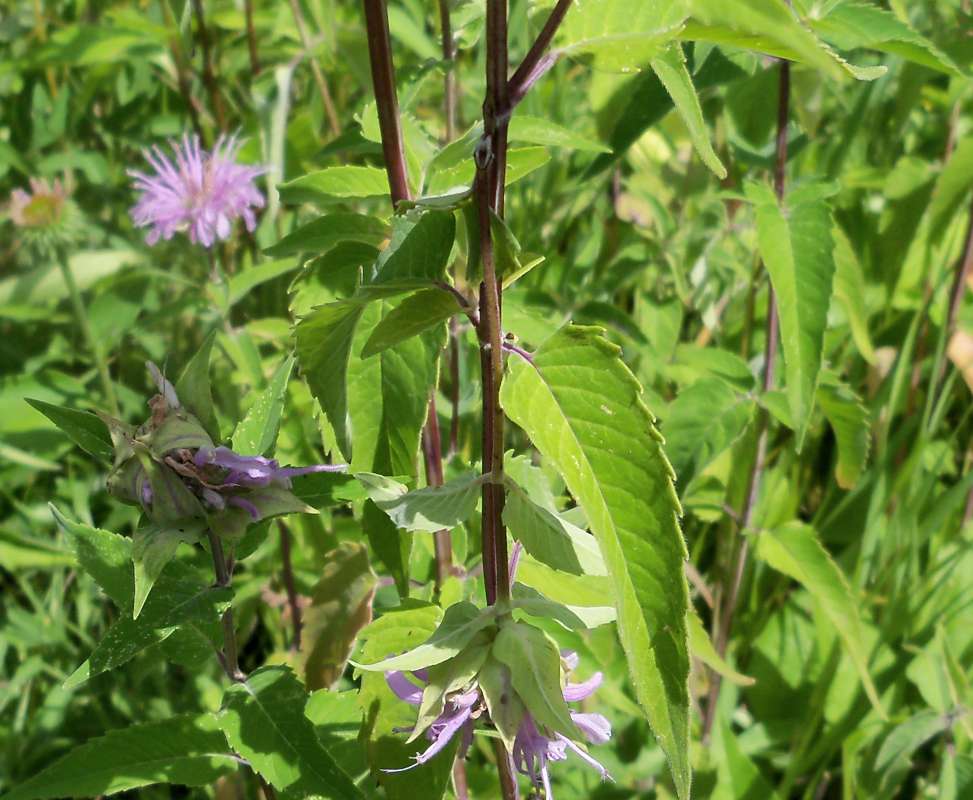 Stem<br>(Location of Picture: Bull Valley, Il., USA, July 16, '16)