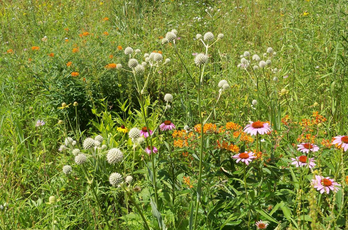 Habitat View<br>(Location of Picture: Bull Valley, Illinois, July 2016)