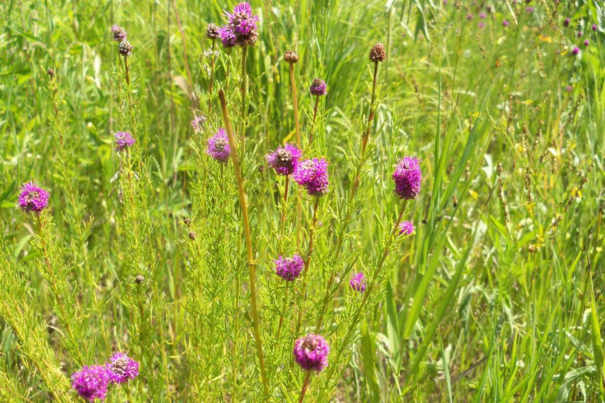 Top of Plant in Bloom<br>(Location of Picture: Bull Valley, Il, USA, July 16, 2016)
