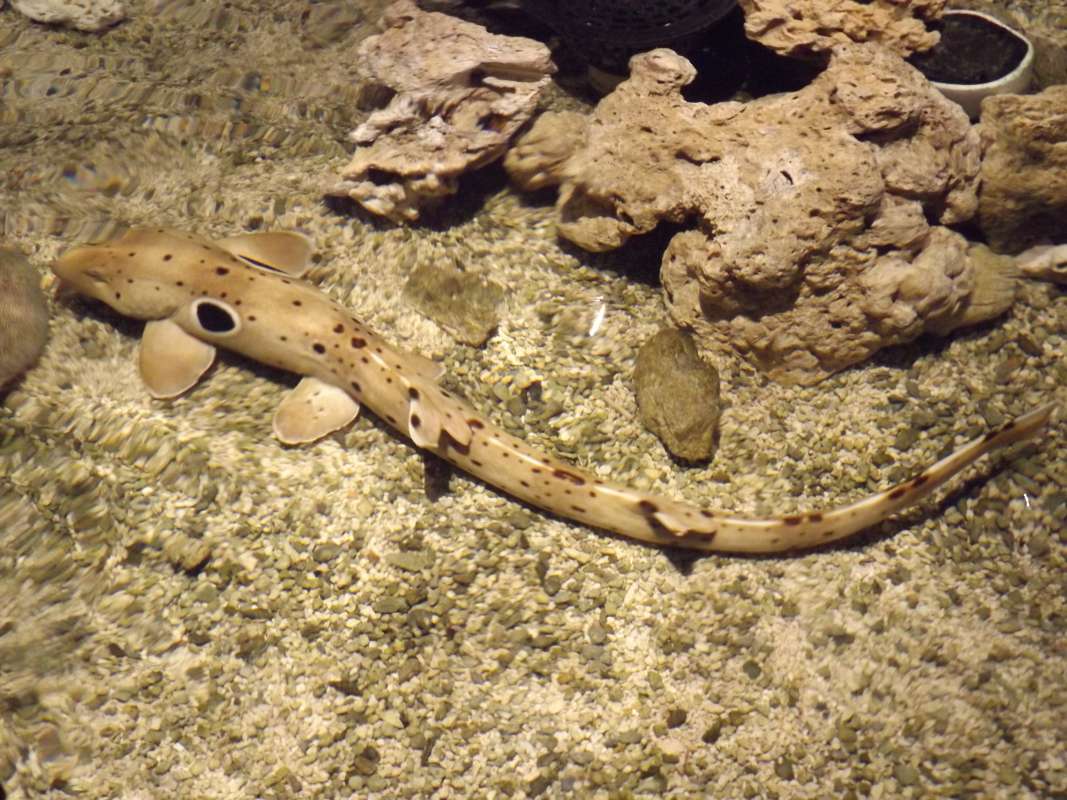 Dorsal View in Aquarium<br>(Location of Picture: Mystic Aquarium, 2016)