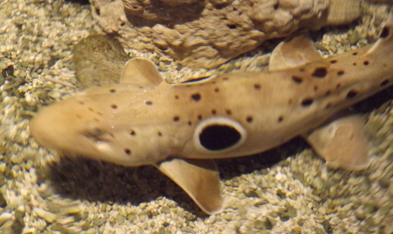 View of Head in Aquarium<br>(Location of Picture: Mystic Aquarium, 2016)