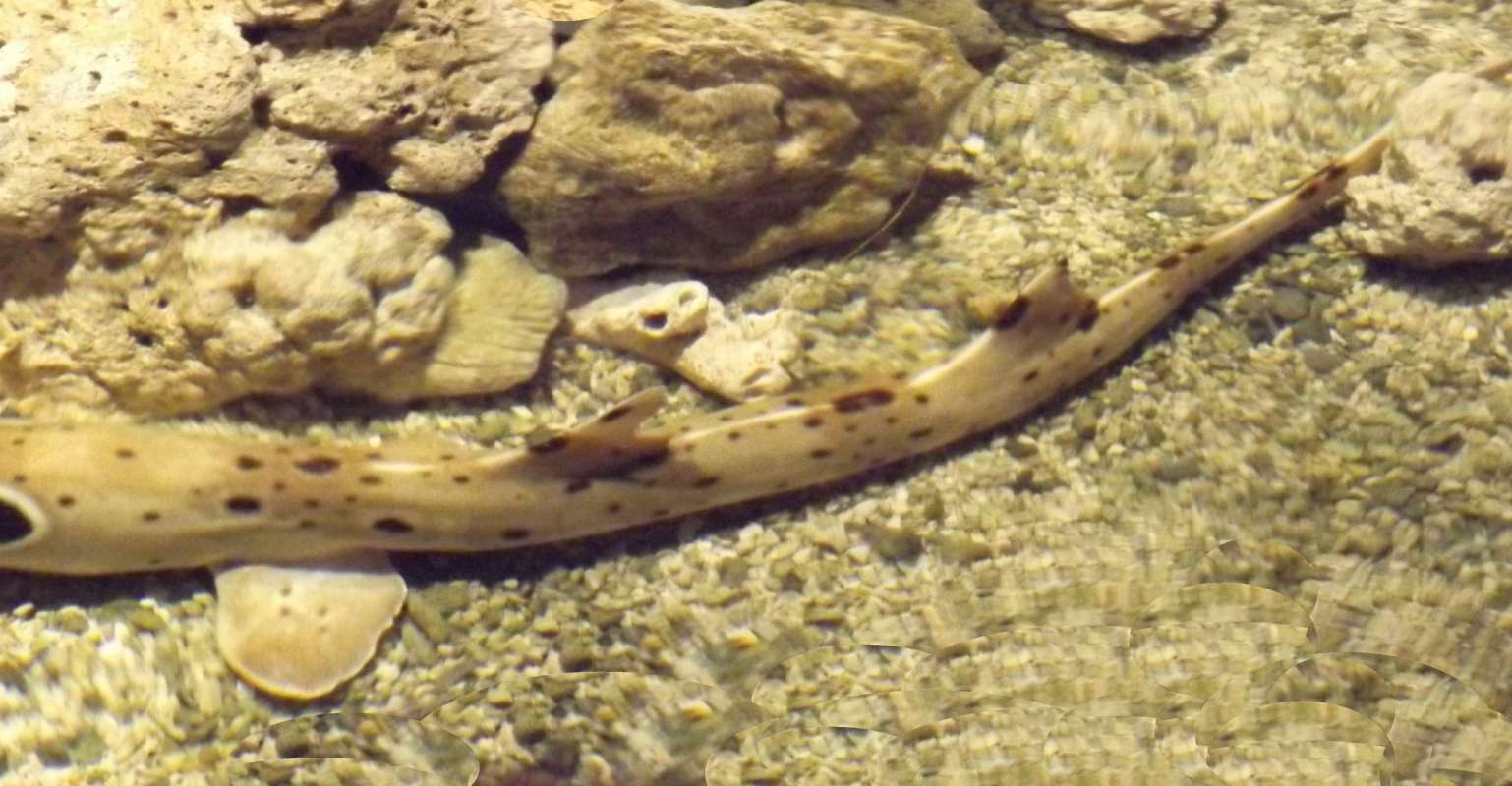 Dorsal view of Tail in Aquarium<br>(Location of Picture: Mystic Aquarium, 2016)