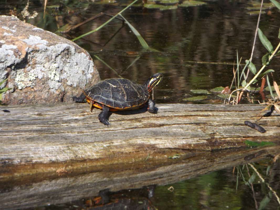 Side View<br>(Location of Picture: Mystic, East USA)