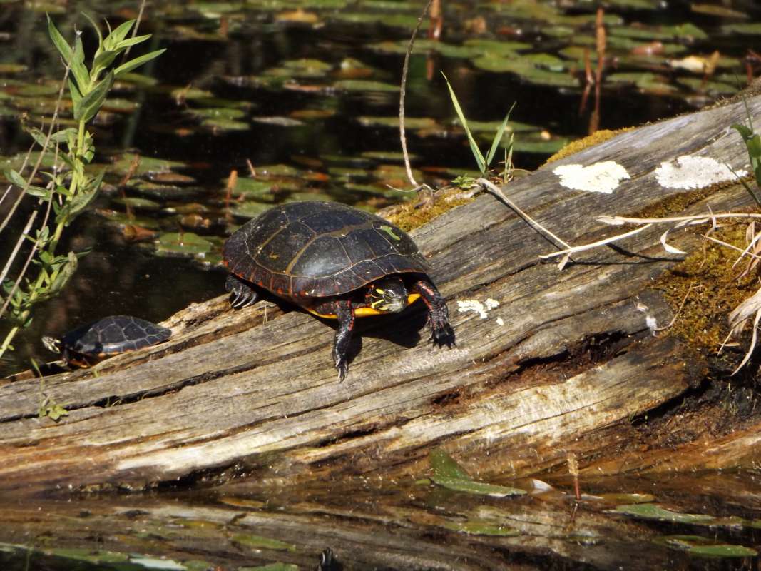Habitat View<br>(Location of Picture: Mystic, East USA)