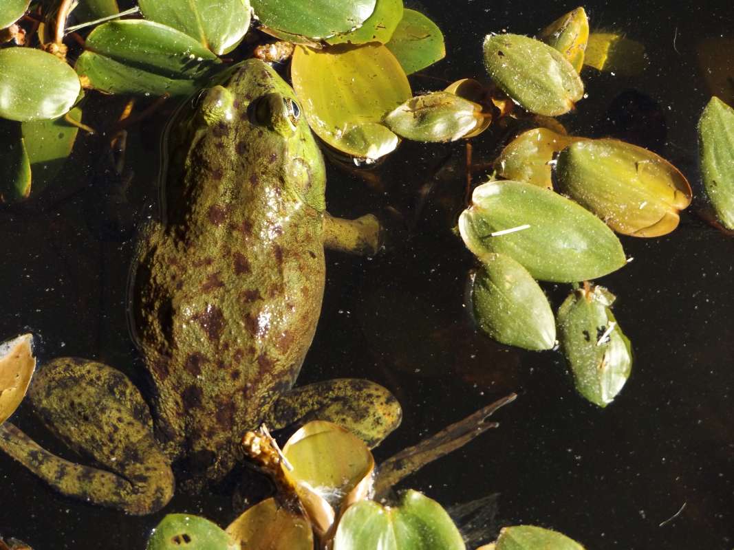 In Habitat with Pond Weeds<br>(Location of Picture: Mystic Aquarium)