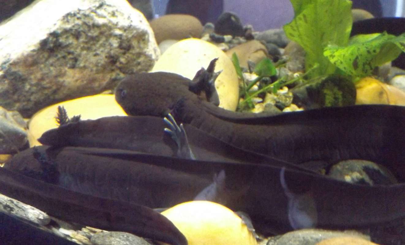 Group<br>(Location of Picture: Mystic Aquarium, East USA)