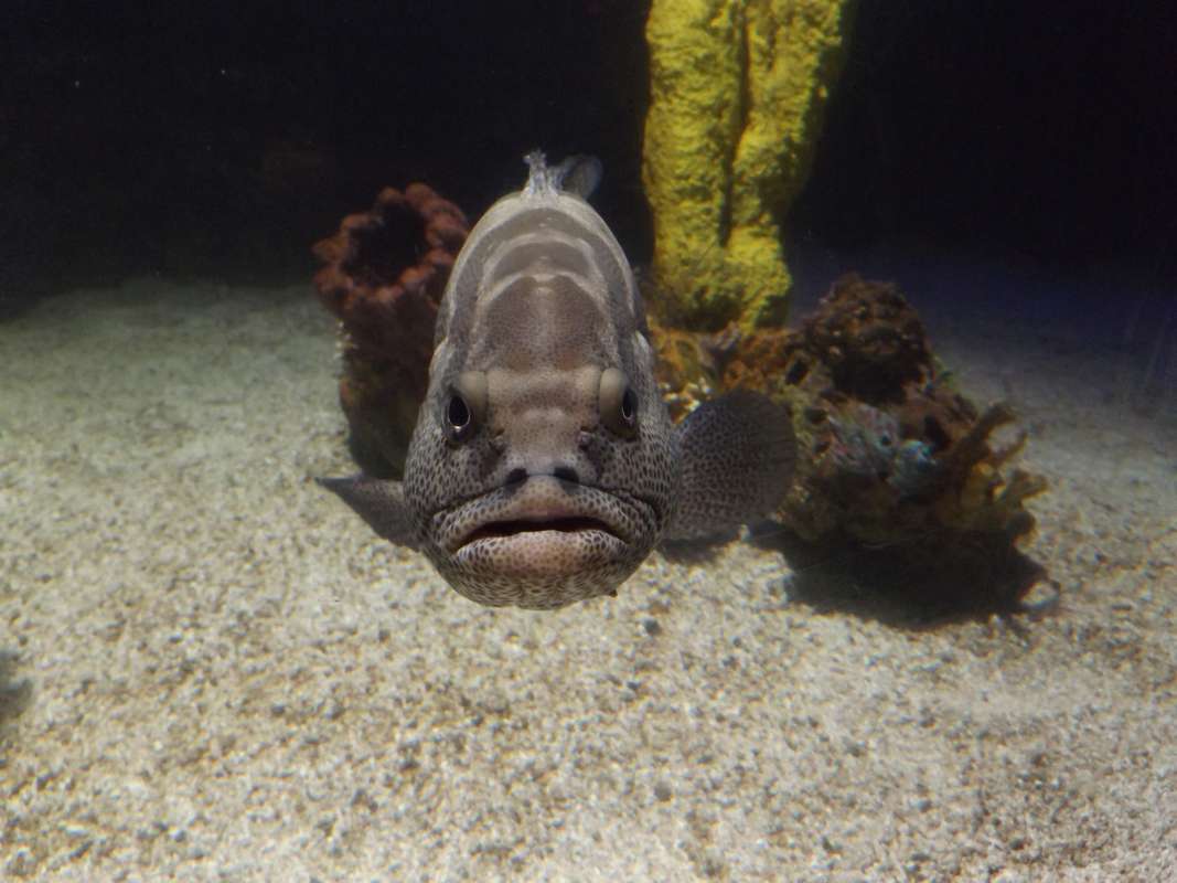 Front View<br>(Location of Picture: Mystic, East USA)