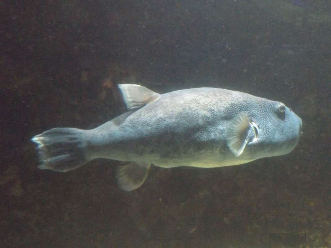 Side Voew<br>(Location of Picture: Mystic Aquarium, 2016)