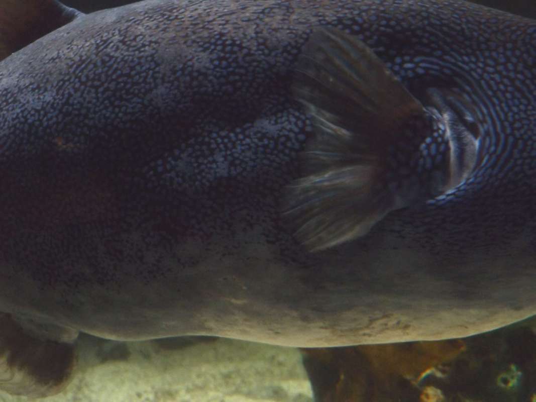 Pectoral Fin<br>(Location of Picture: Mystic Aquarium, 2016)