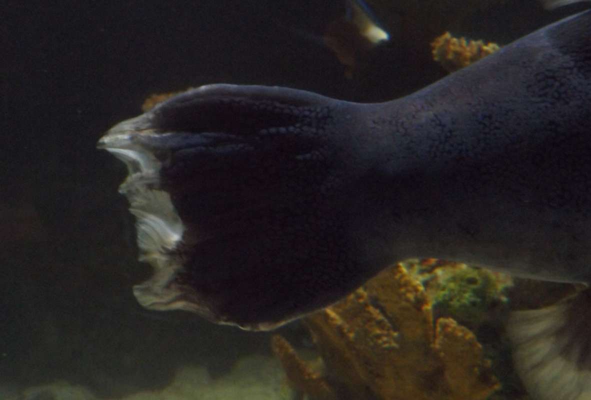 Tail<br>(Location of Picture: Mystic Aquarium, 2016)