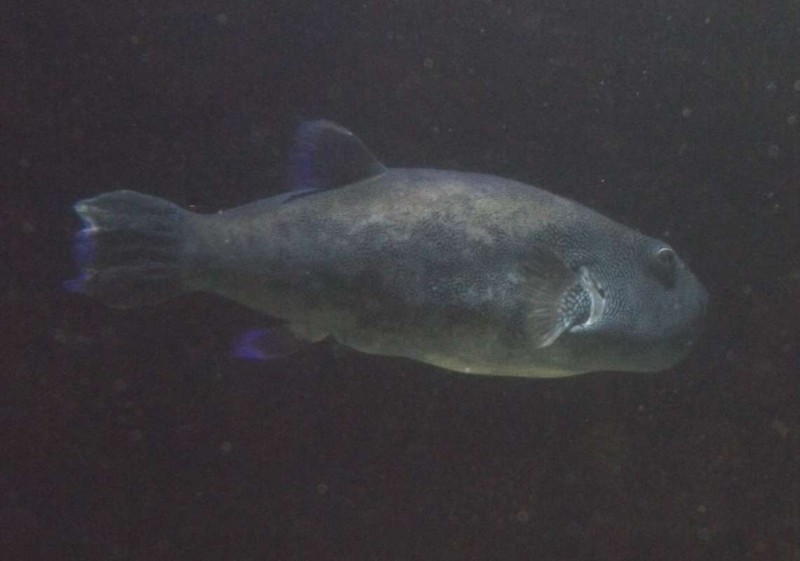 Side View<br>(Location of Picture: Mystic Aquarium, 2016)