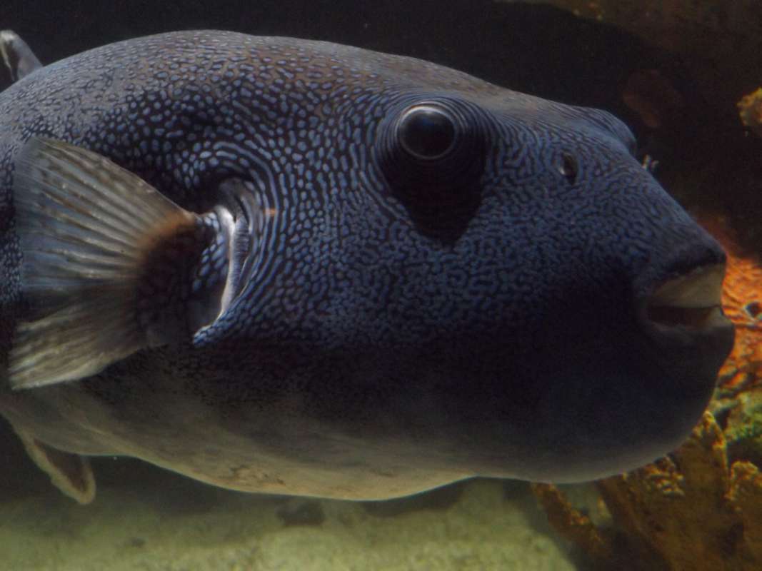 Angle Front View - Close Head and Pectoral Fin<br>(Location of Picture: Mystic Aquarium, 2016)