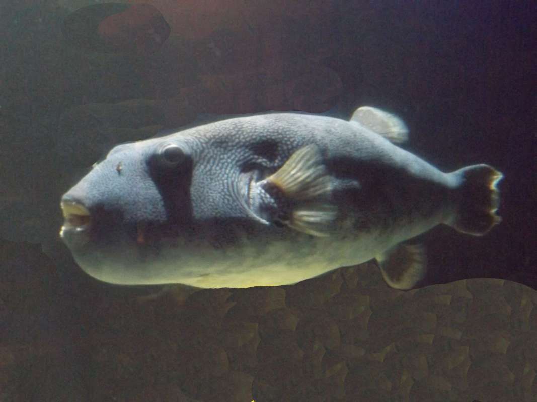 Angle Front View - Entire<br>(Location of Picture: Mystic Aquarium, 2016)