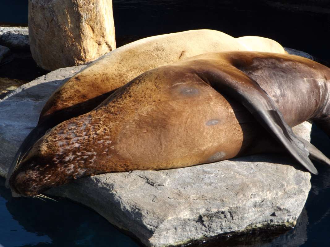 Flipper and Underside<br>(Location of Picture: Mystic Aquarium, East USA, 2016)