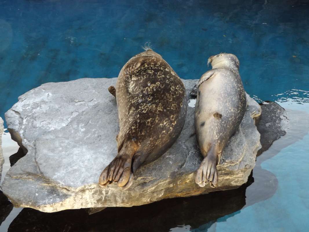Two Examples, Rear View<br>(Location of Picture: Mystic Sea Aquarium, East USA)