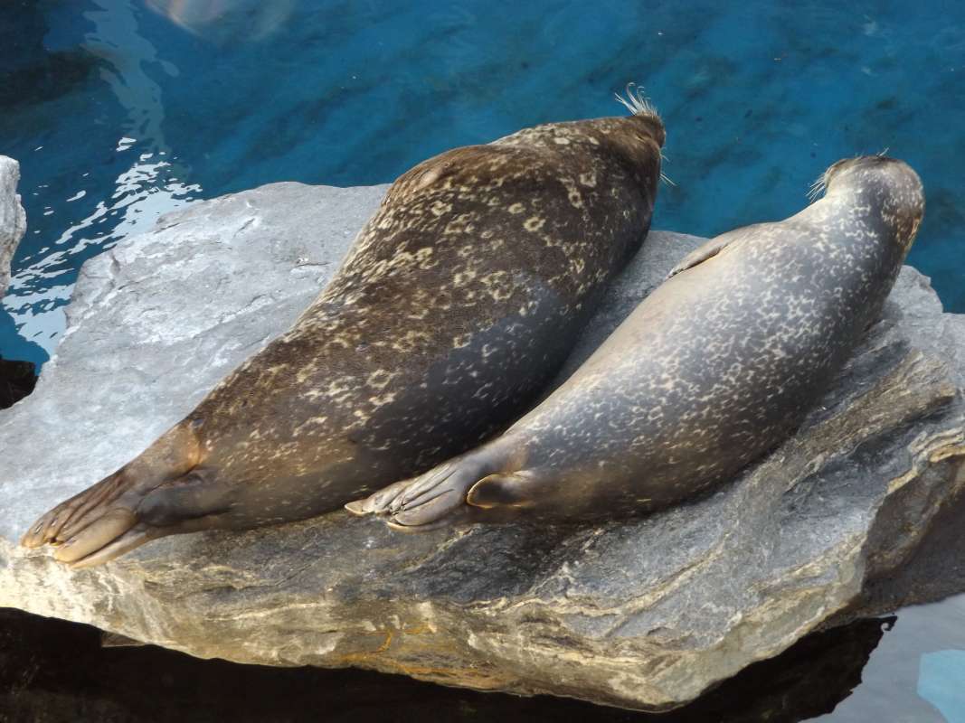 Two Examples, Angle View<br>(Location of Picture: Mystic Sea Aquarium, East USA)