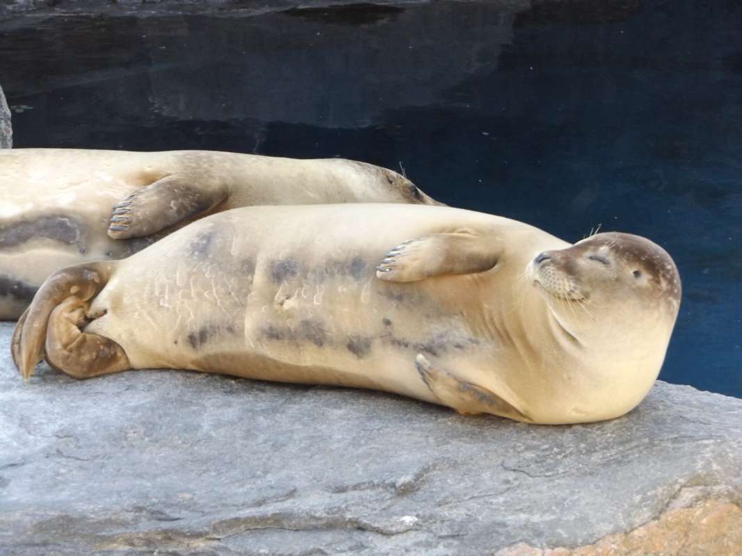 Pale Example<br>(Location of Picture: Mystic Sea Aquarium, East USA)