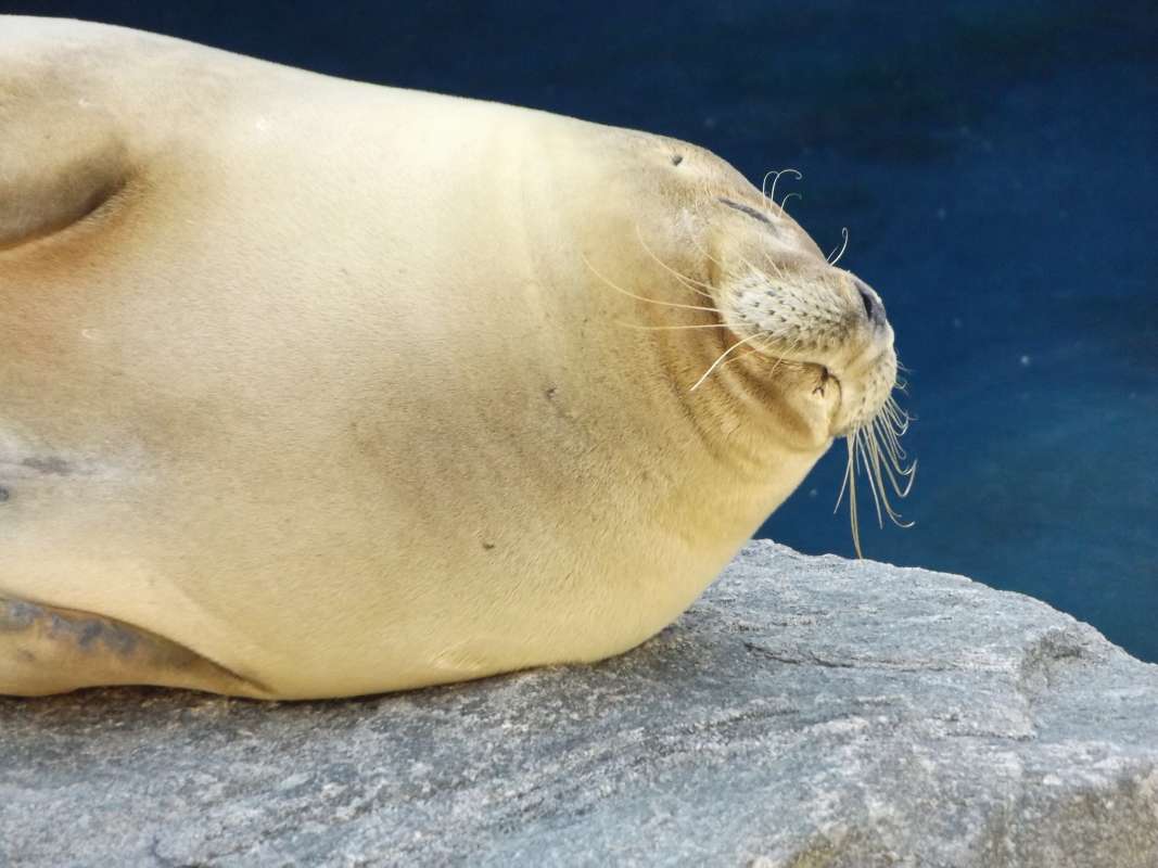 Pale Example - Head View<br>(Location of Picture: Mystic Sea Aquarium, East USA)