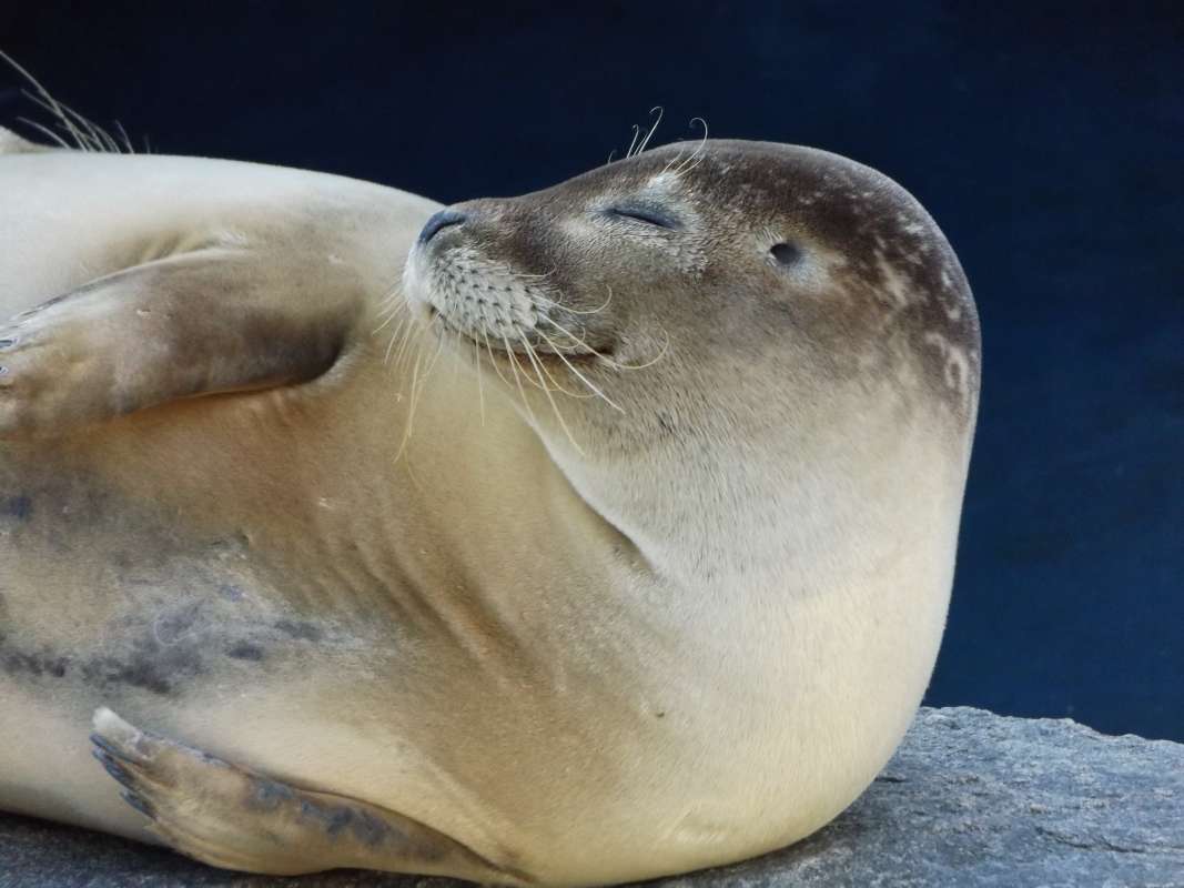 Front Half<br>(Location of Picture: Mystic Sea Aquarium, East USA)