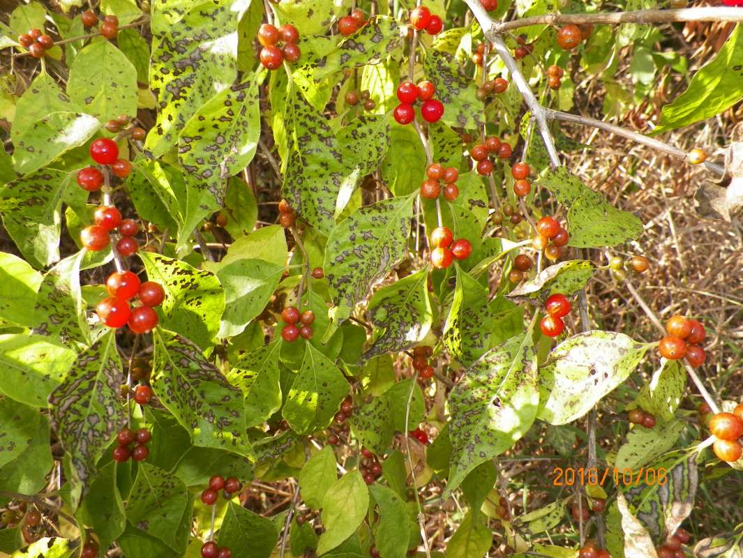 Berries<br>(Location of Picture: Harrison-Benwell, McH Co. Oct 2016)